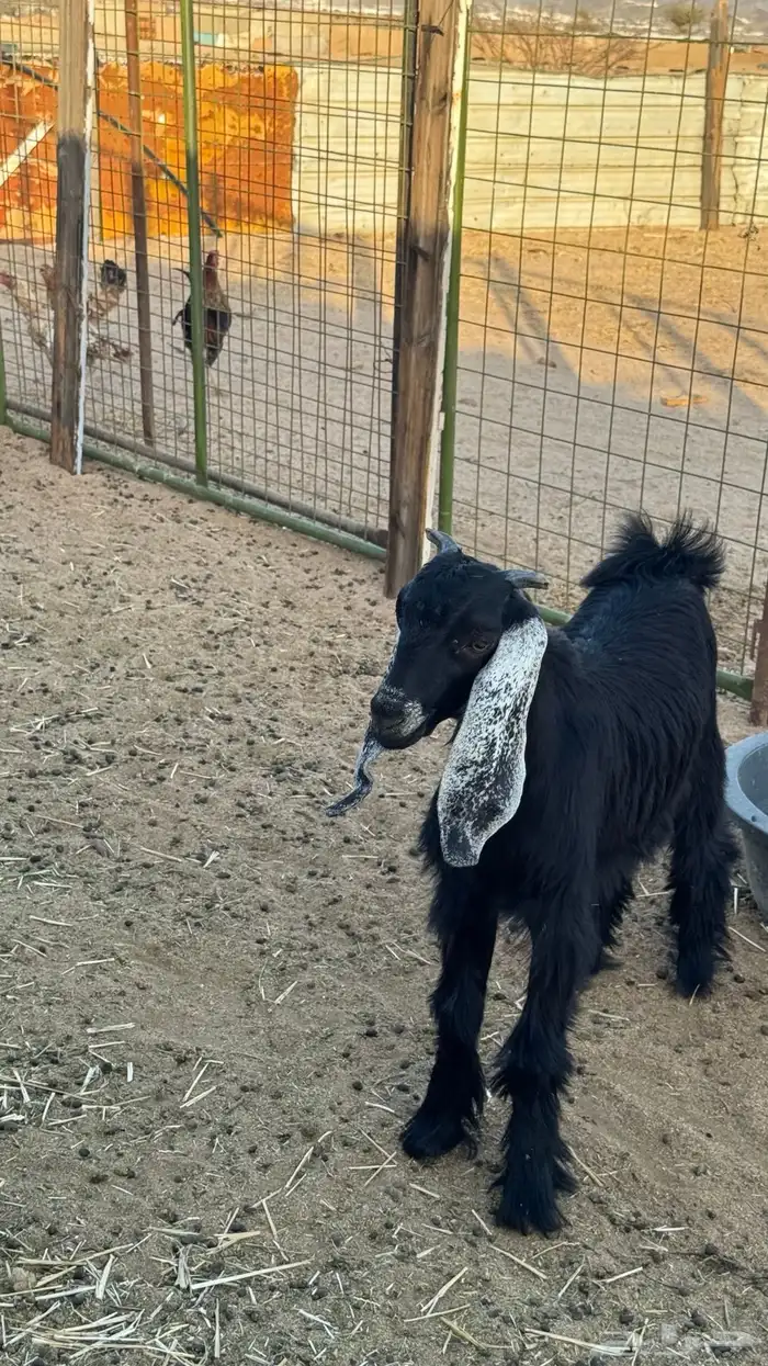 تيس مشروع فحل 4