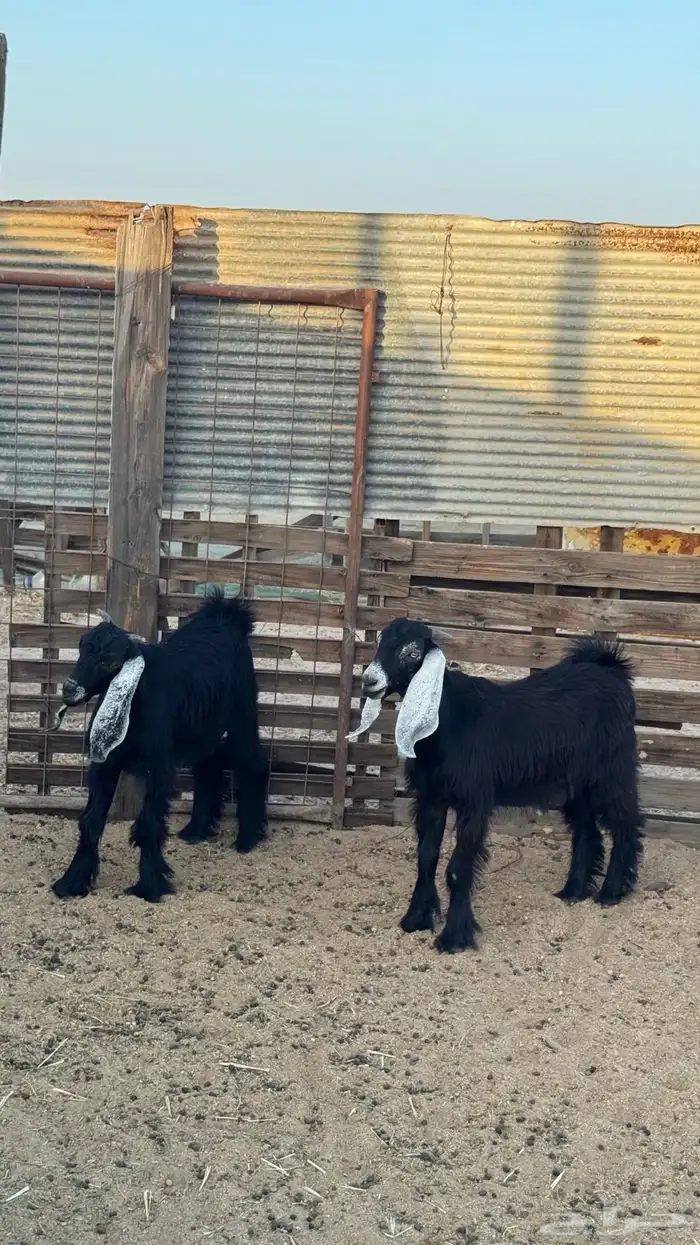 تيس مشروع فحل 7