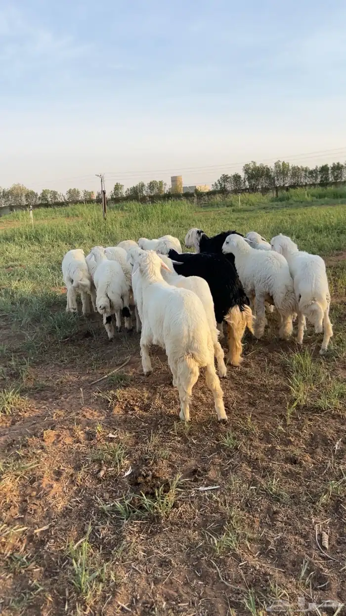 حريات للبيع الموقع الجله 7