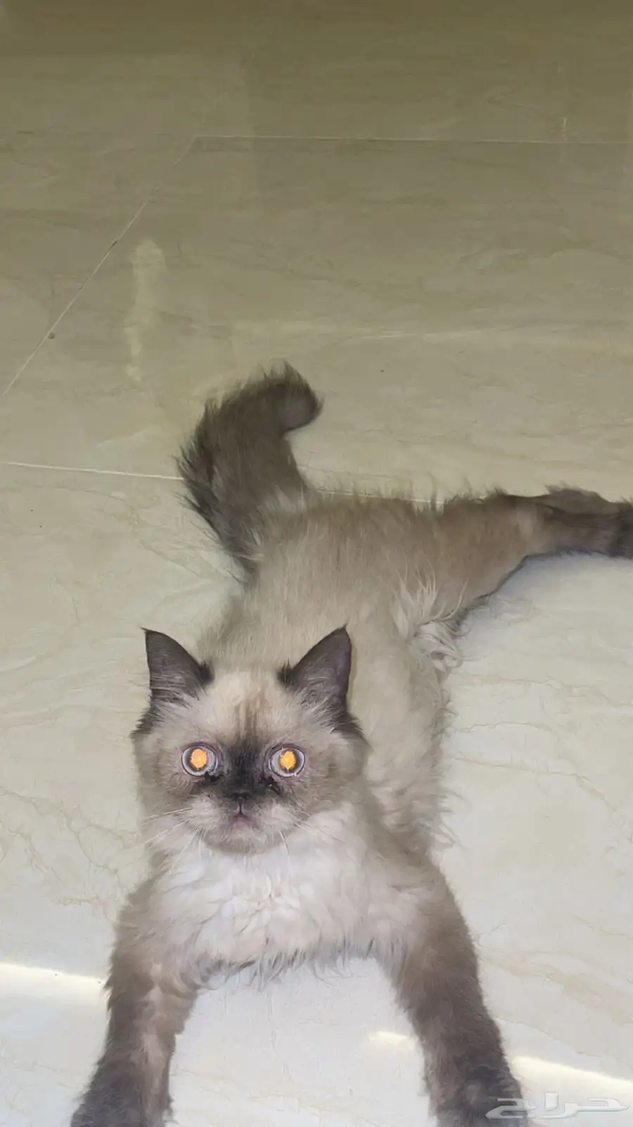 للتبني قط 0