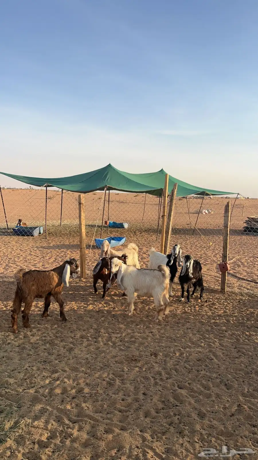 تيوس للبيع جمله او تفريد 2