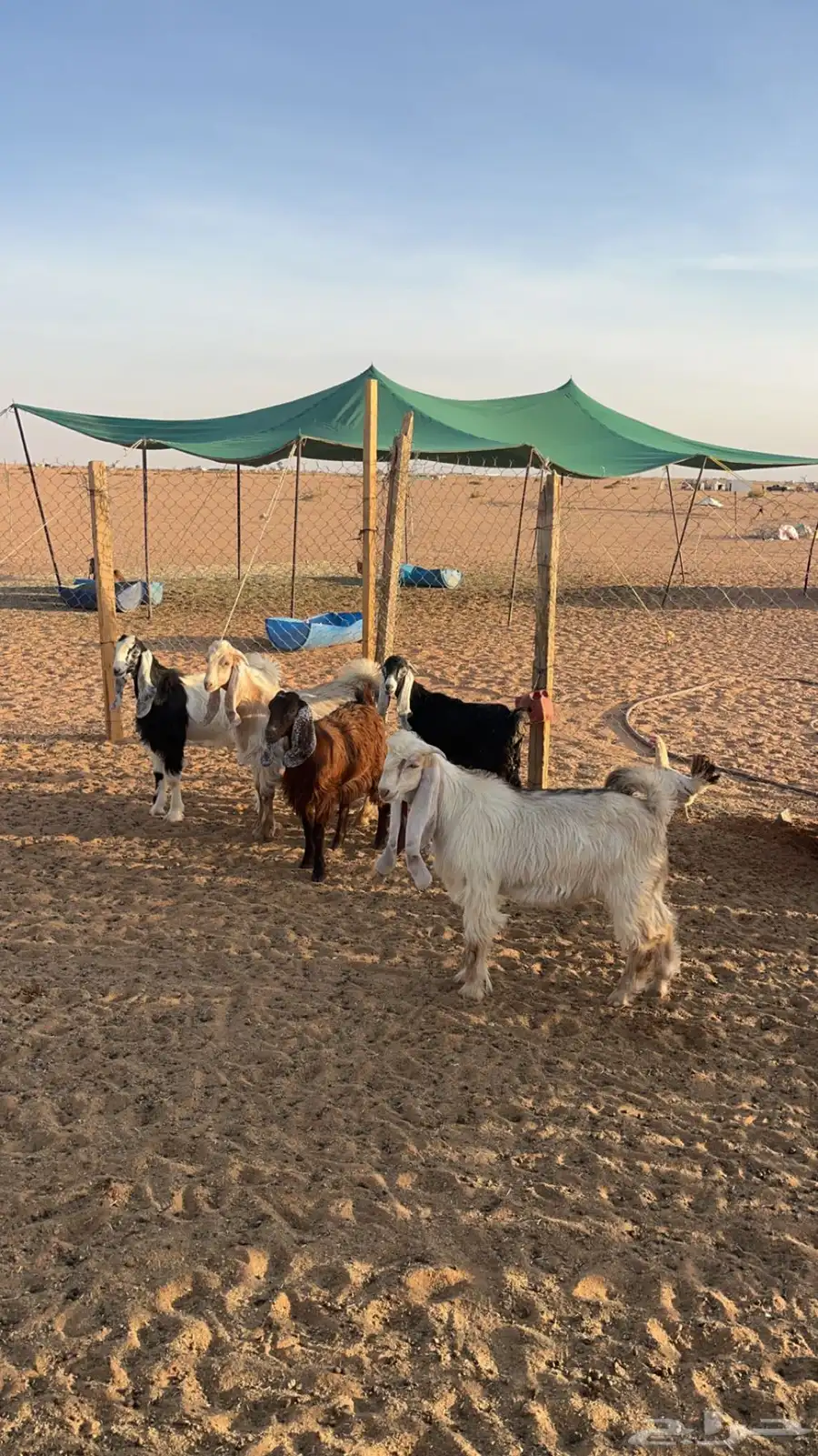 تيوس للبيع جمله او تفريد 0