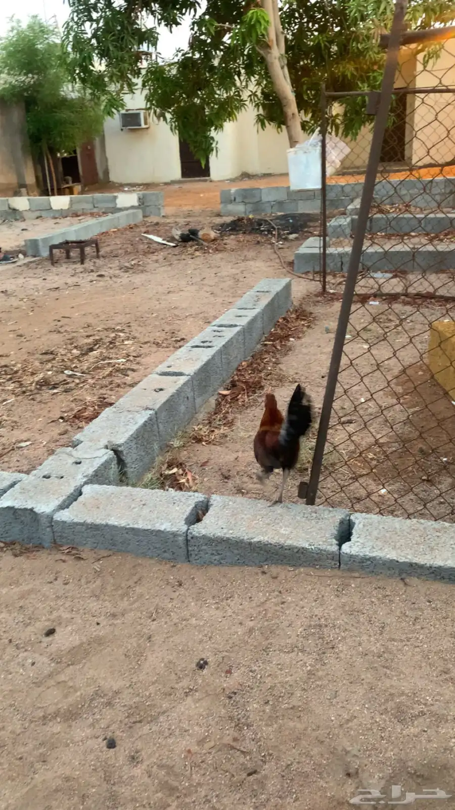 ديك بلدي 0