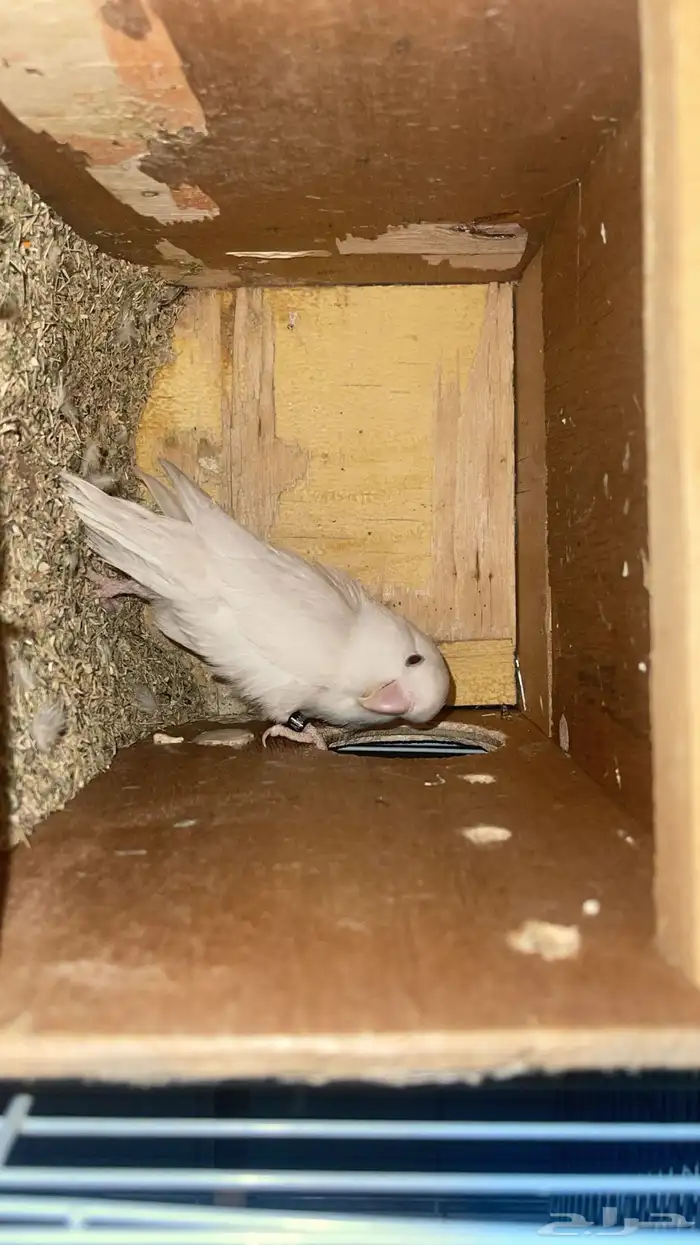 جوز روز 3