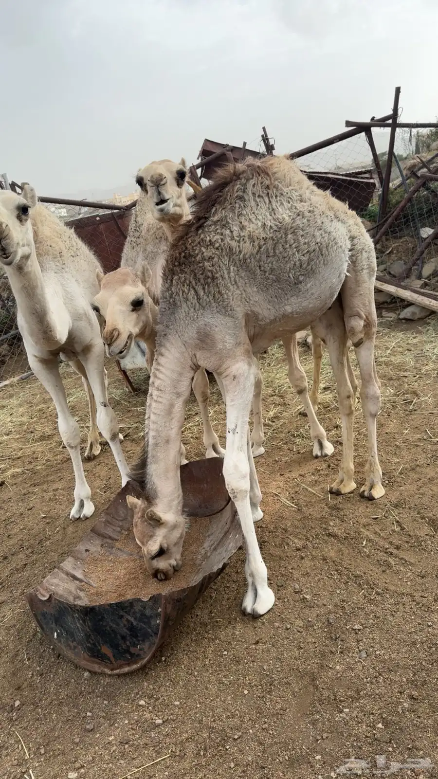 4 حشوان للبيع 3