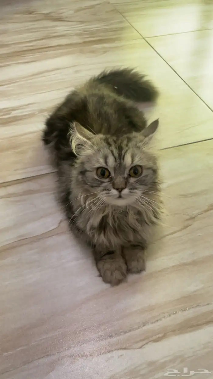 قطط للبيع هملايا 1