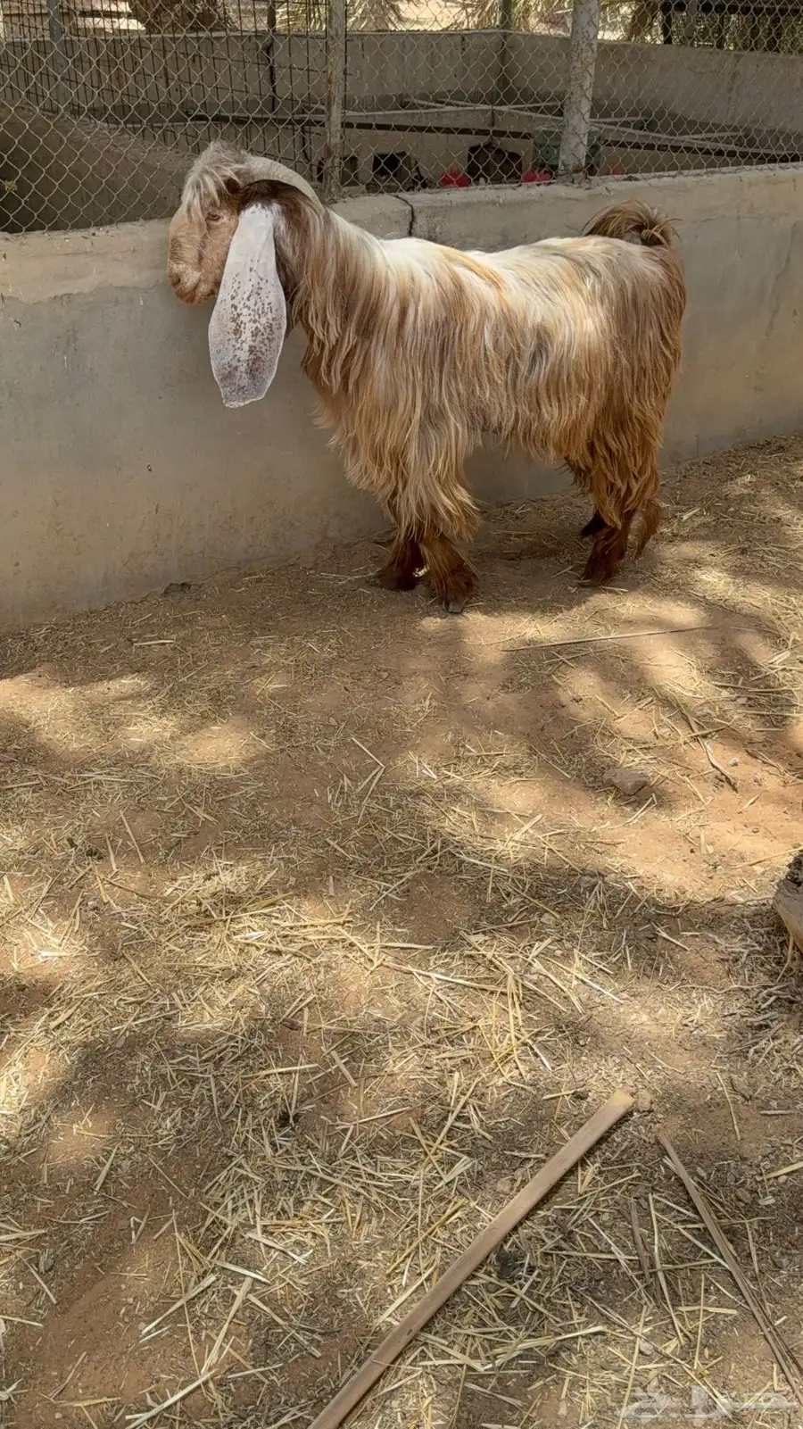 تيس عارضي 0
