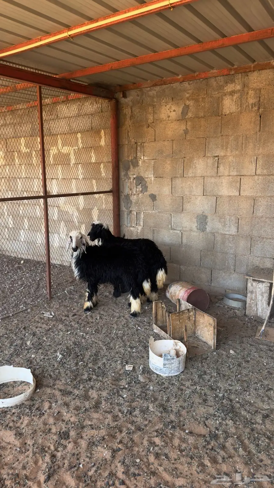 تم البيع 2