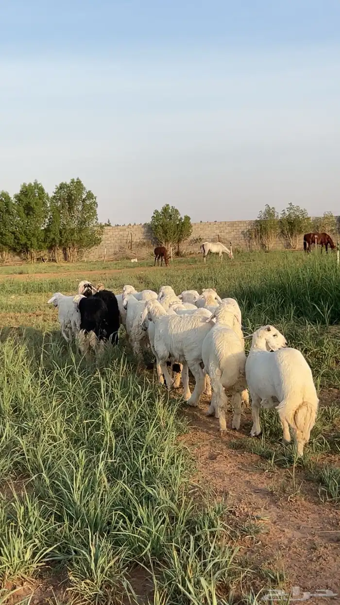 حريات للبيع الموقع الجله 4