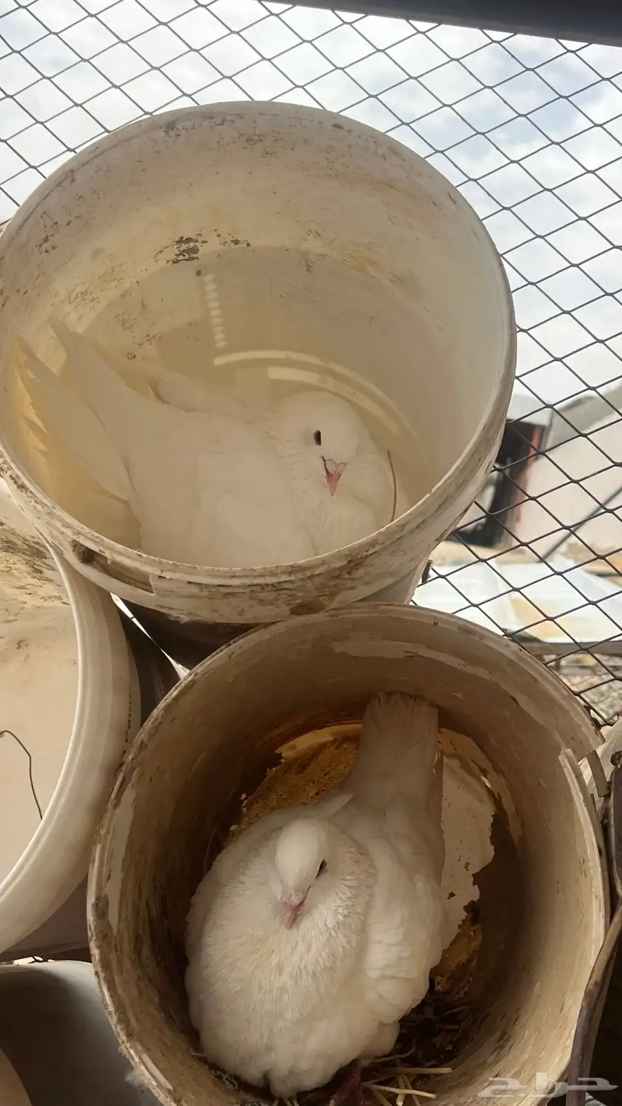 حمام فرنسي 5