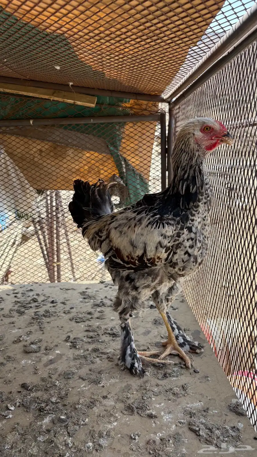 دجاج براهما اصلي 5