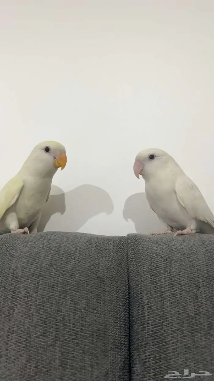 روز البينوا للبيع ذكر و أنثى أليفين مررة 3