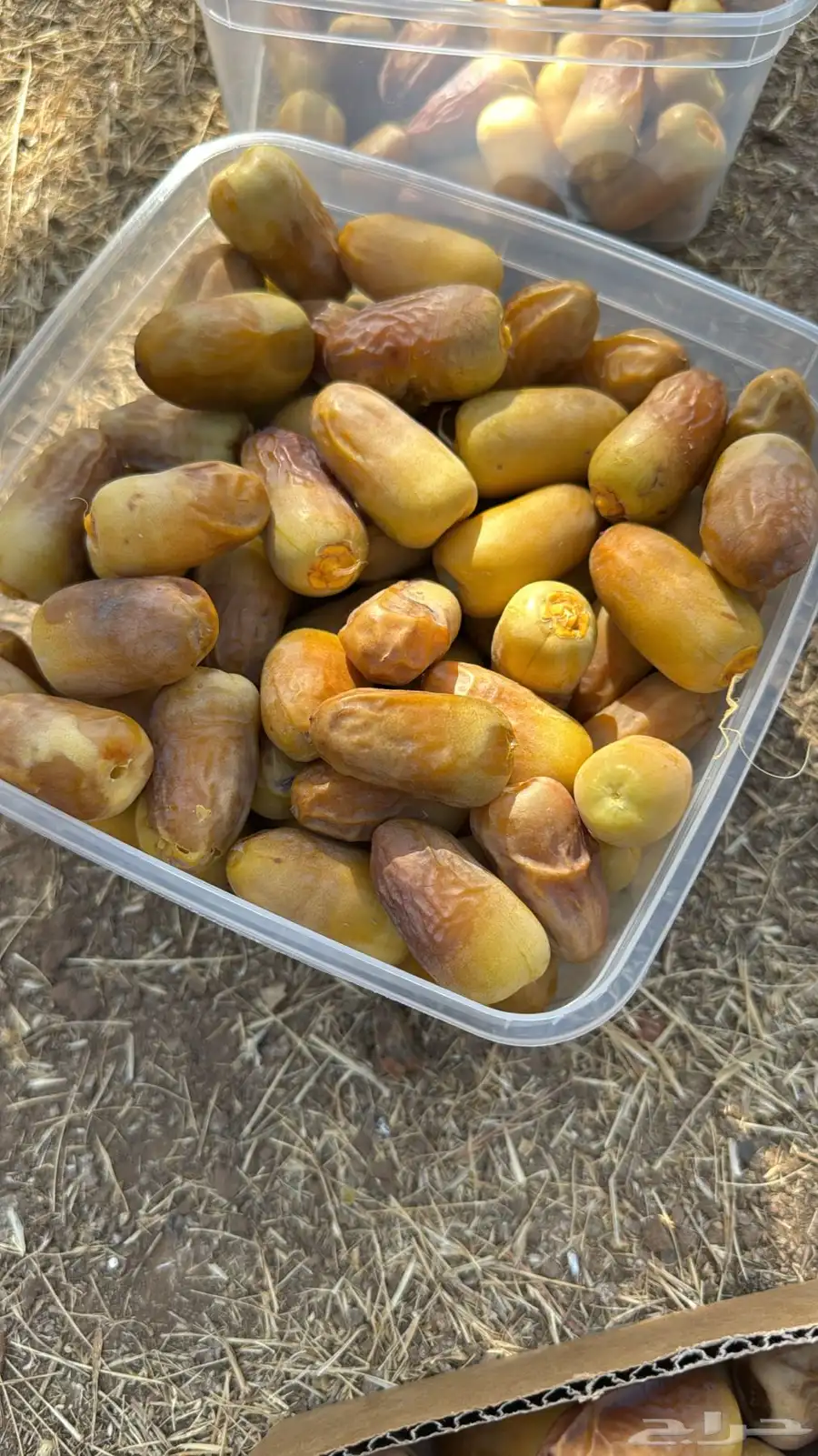 تمر للبيع 3