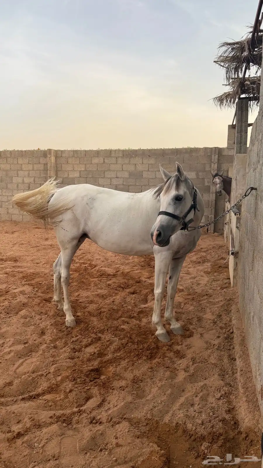 فرس شعبية 1