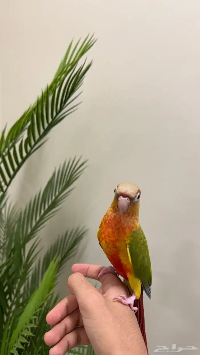 فرخ كنيور اناناس هدد نشبه تم البيع 3