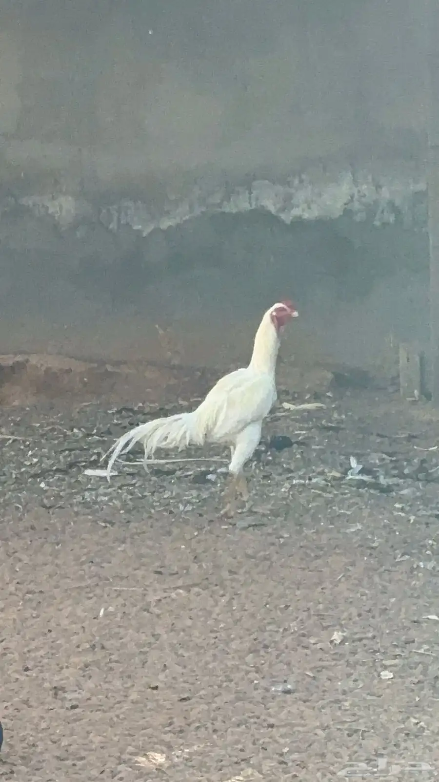 للبيع ديك و دجاجه شامو 8
