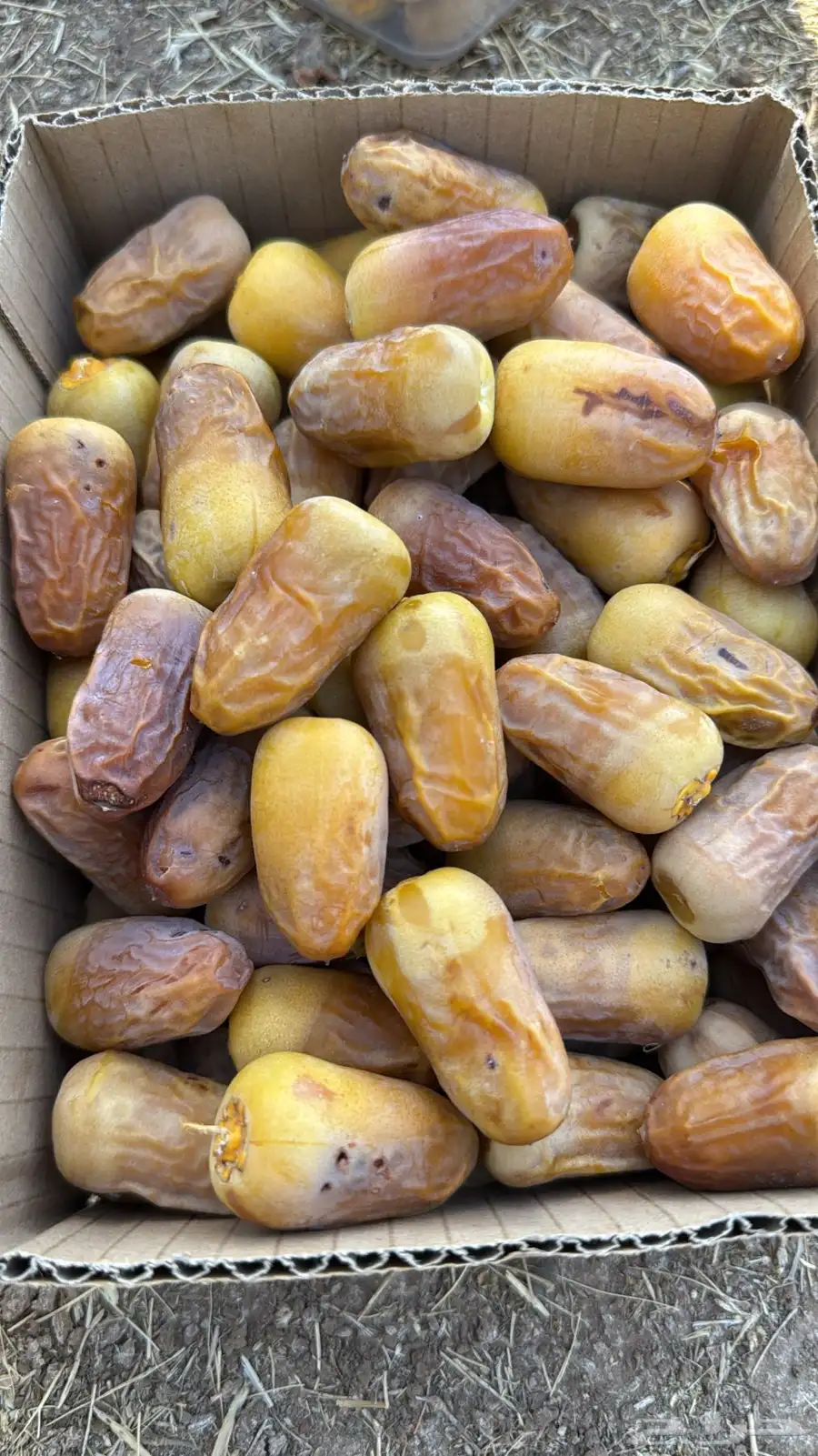 تمر للبيع 1