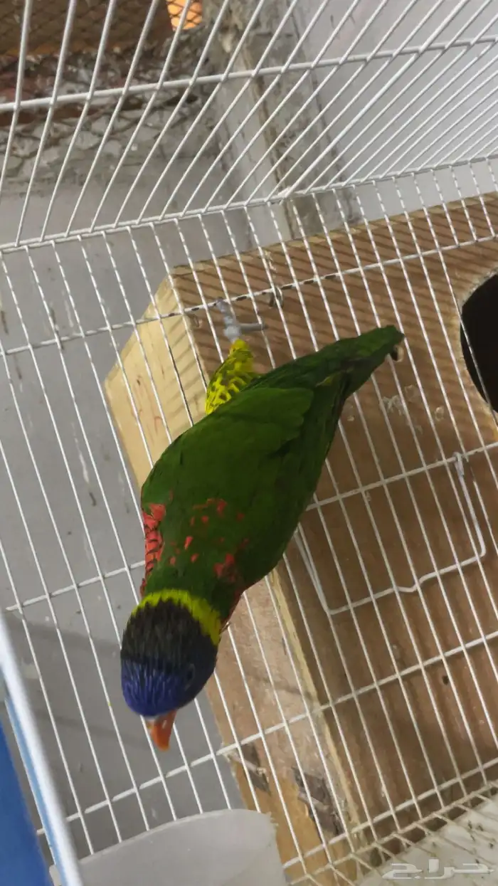 لوري منتج ( تم البيع ) 0