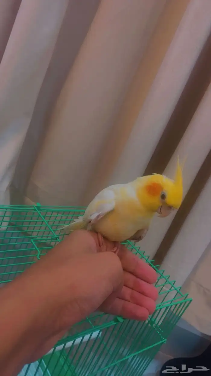 تم البيع ببغاء كروان 0