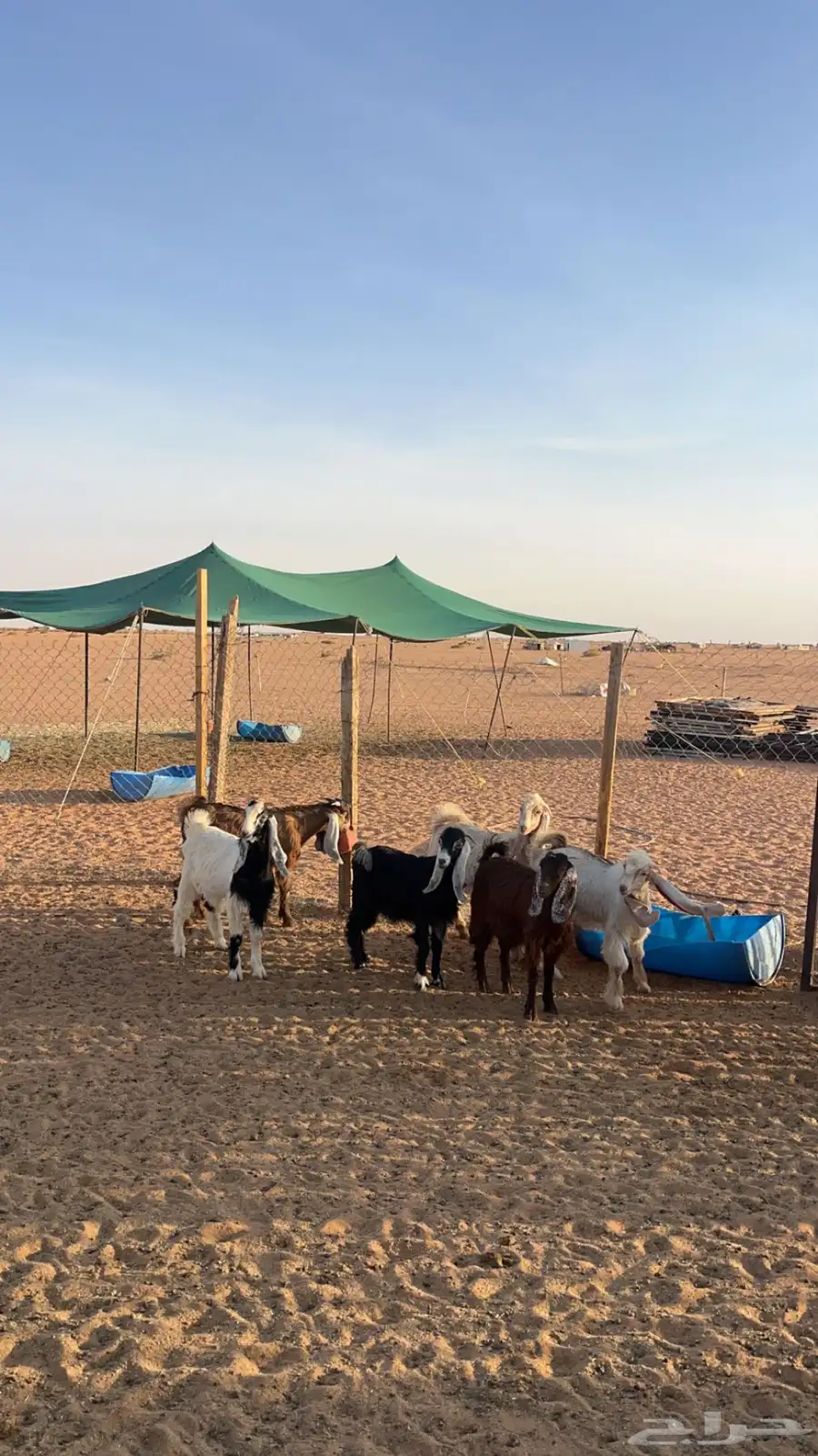 تيوس للبيع جمله او تفريد 1