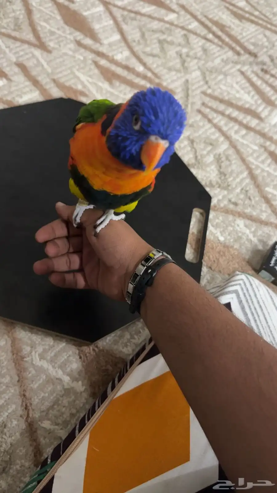 طير لوري اليف 2