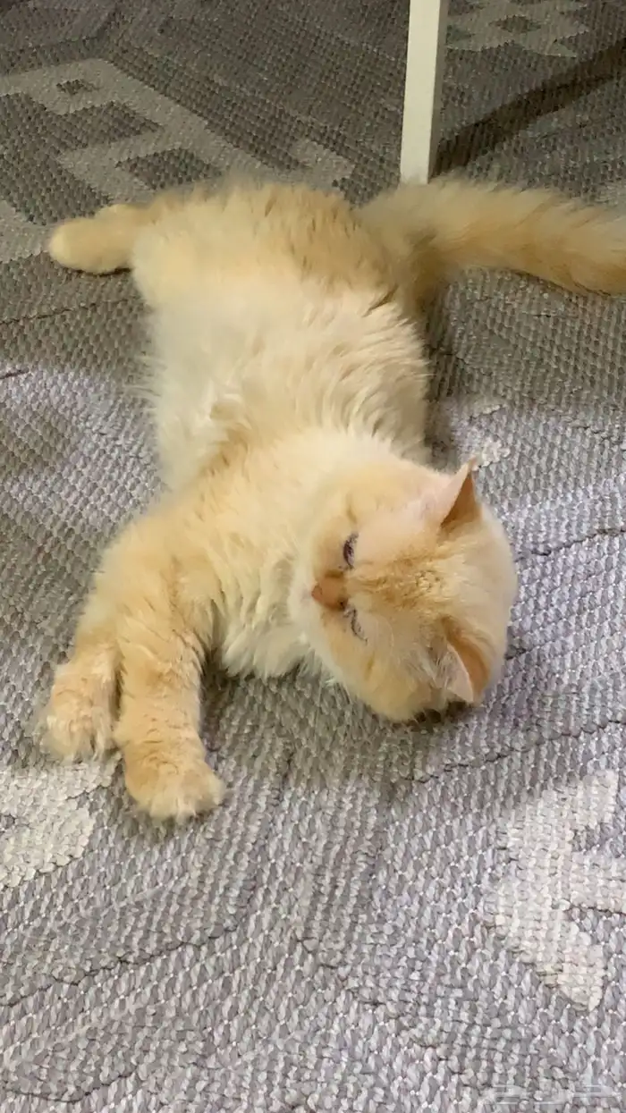 قط هملايا اورنج للتزاوج بدون مقابل 2