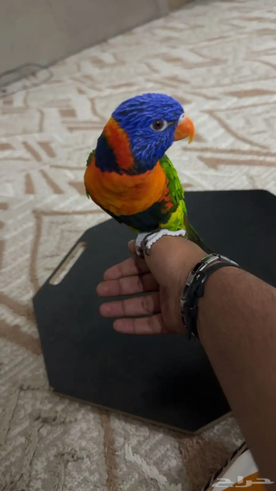 طير لوري اليف 1