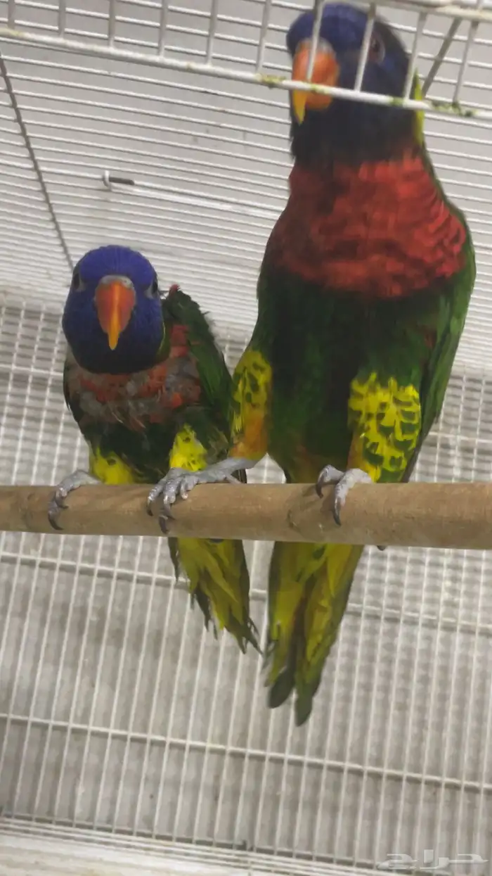 لوري منتج ( تم البيع ) 1