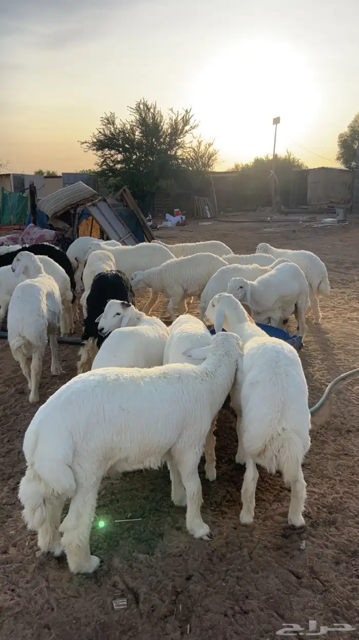 حريات للبيع الموقع الجله 6