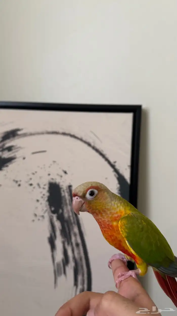 فرخ كنيور اناناس هدد نشبه تم البيع 2