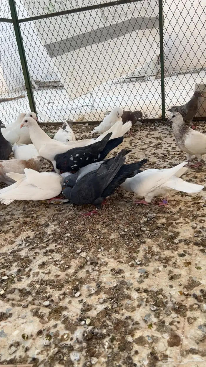 حمام للبيع فرنسي وزاجل 1