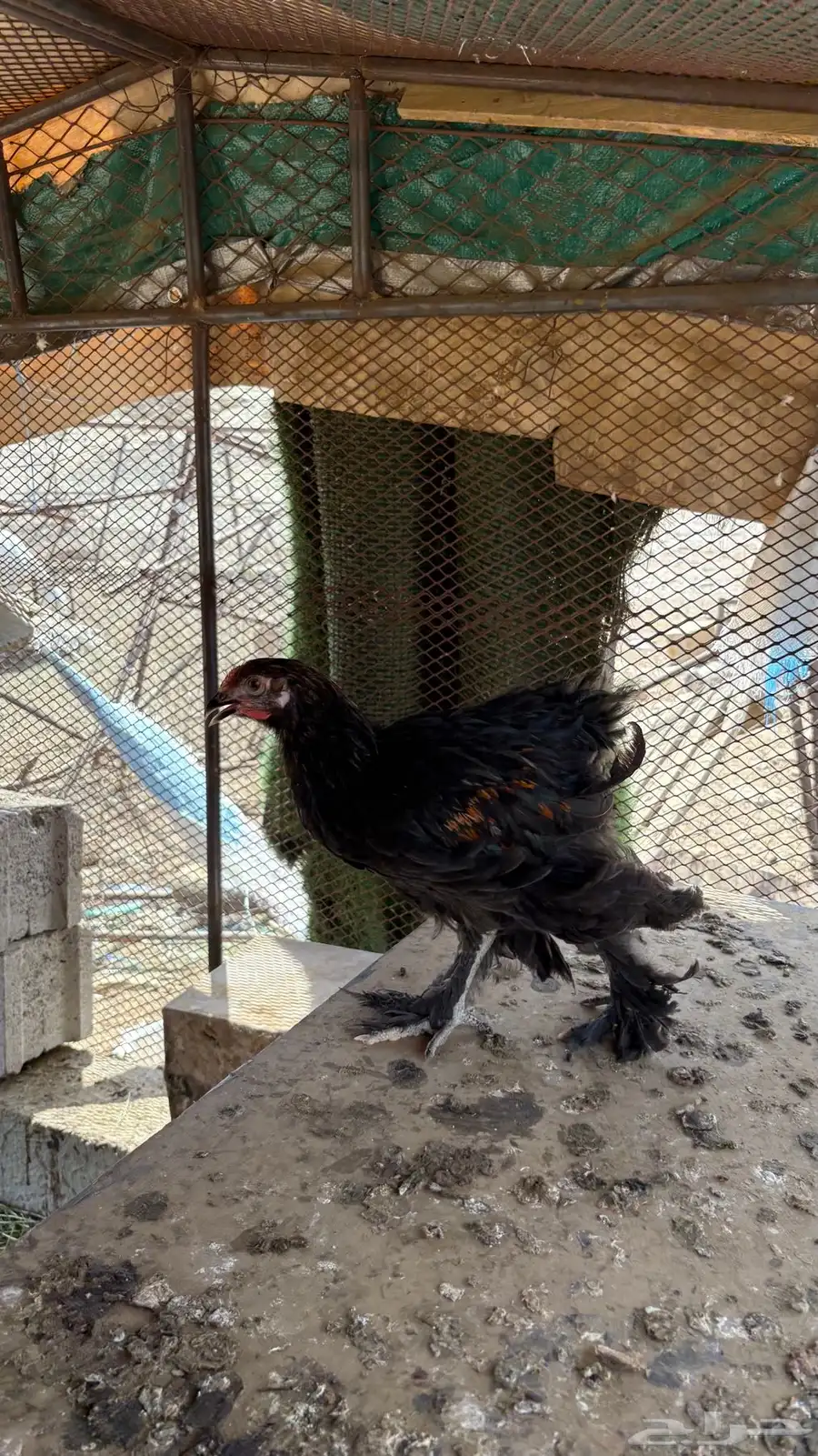 دجاج براهما اصلي 14