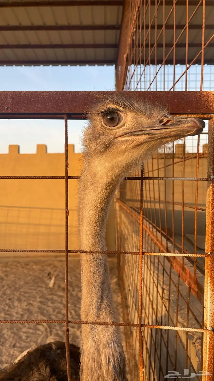 طائرالنعام الاسترالي والافريقي ذكور فقط العمر اربع سنوات 1