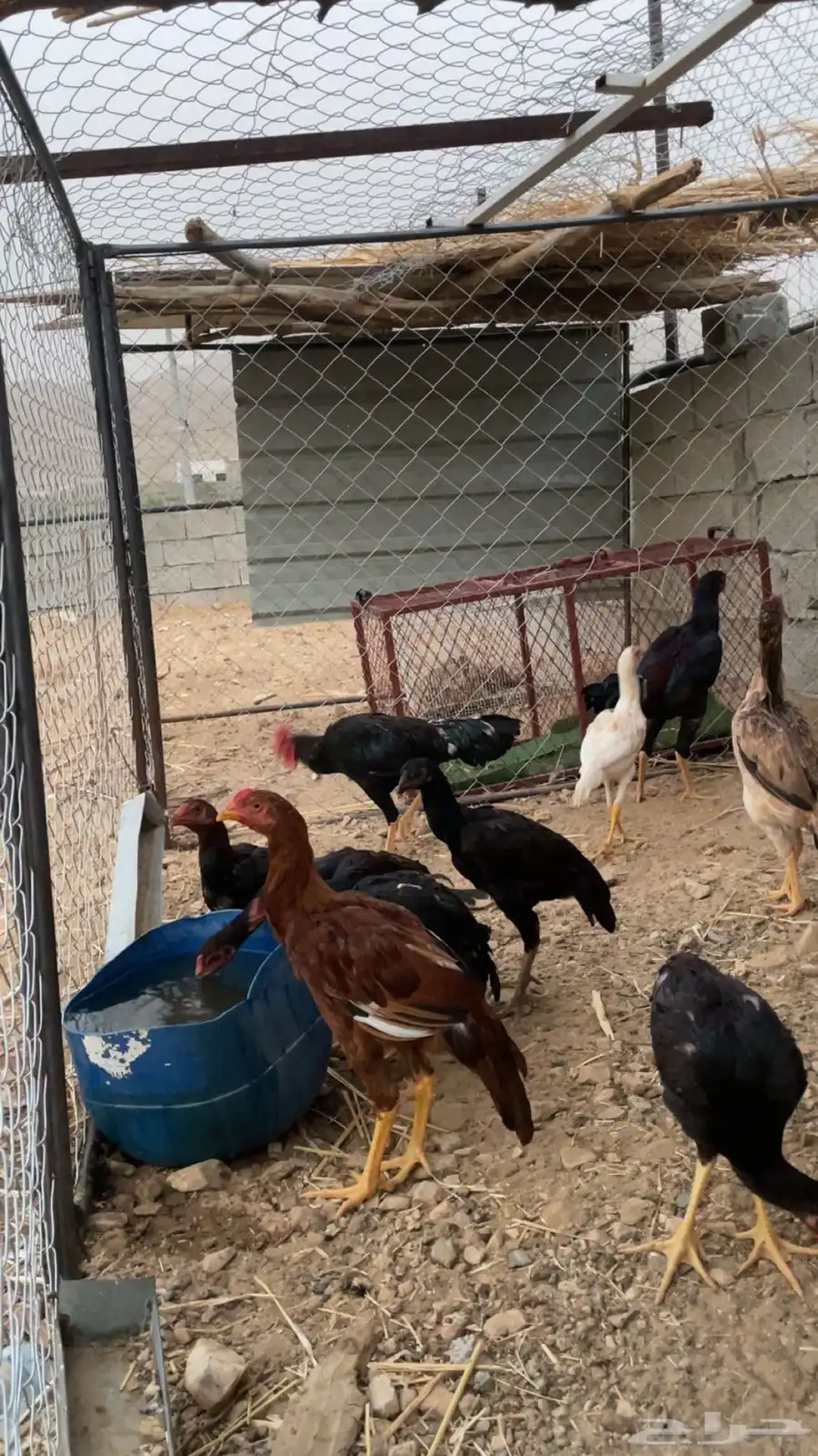 دجاج بكستاني 2