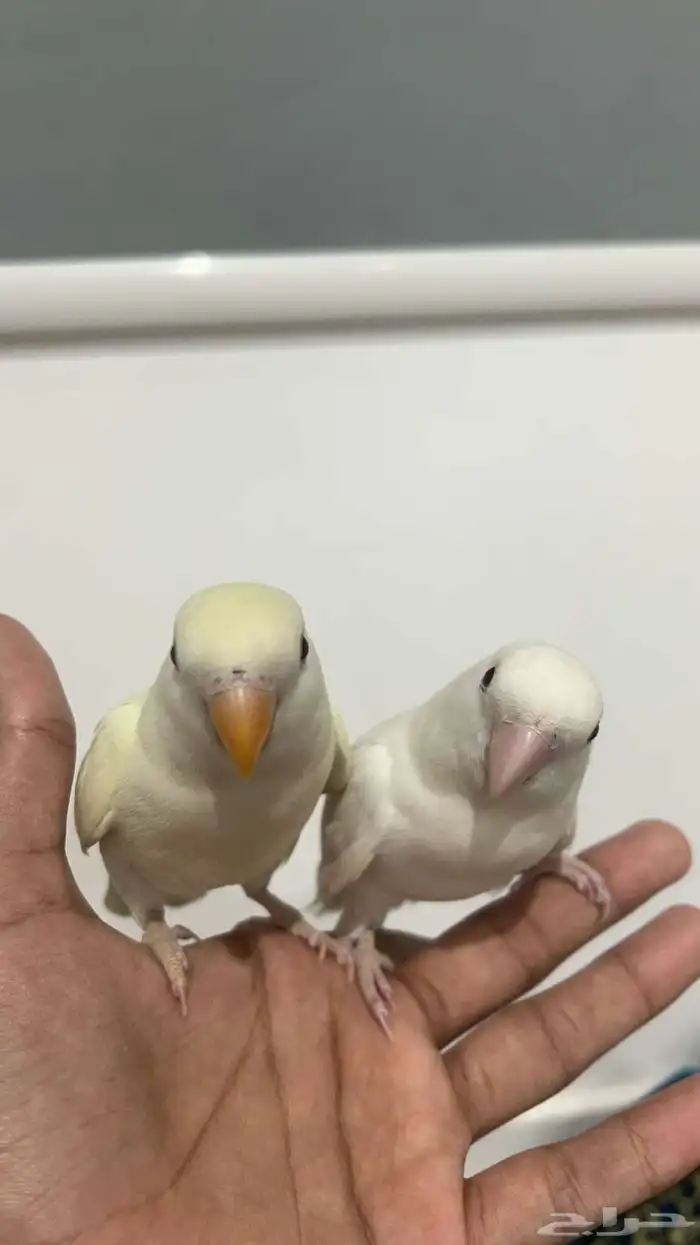 روز البينوا للبيع ذكر و أنثى أليفين مررة 1