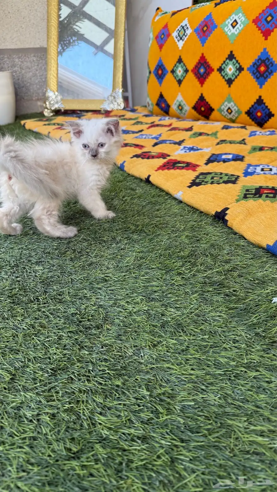 للبيع قطط 6