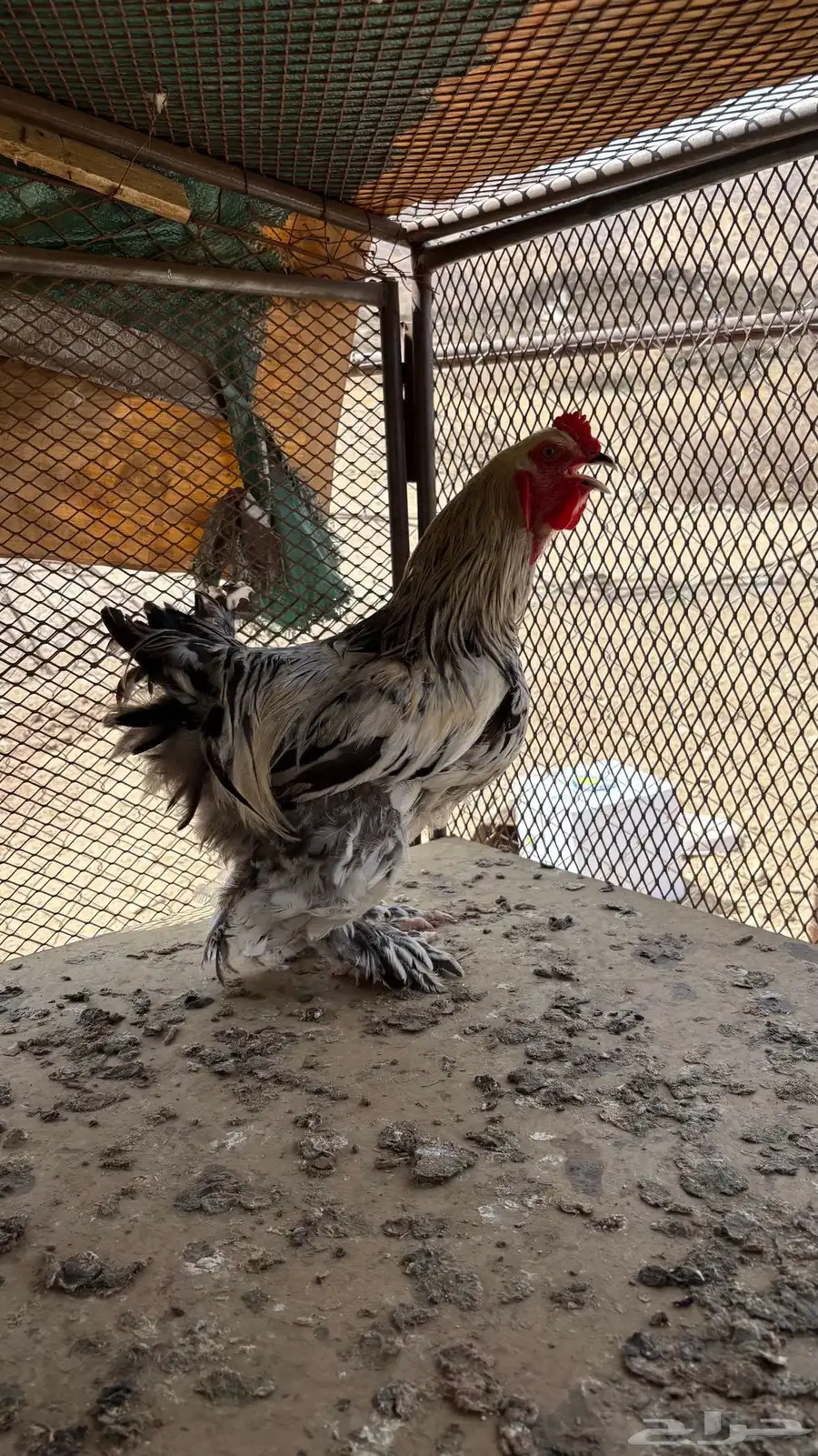 دجاج براهما اصلي 4