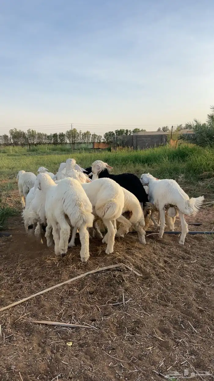 حريات للبيع الموقع الجله 3