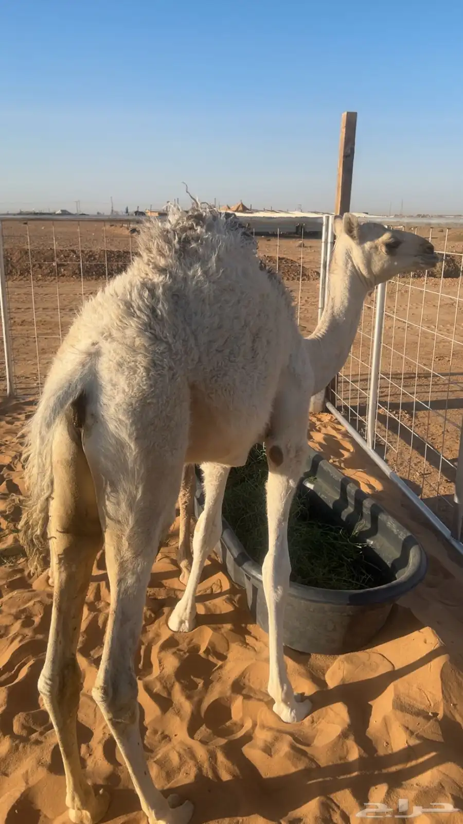 بكره فاخره للبيع 1