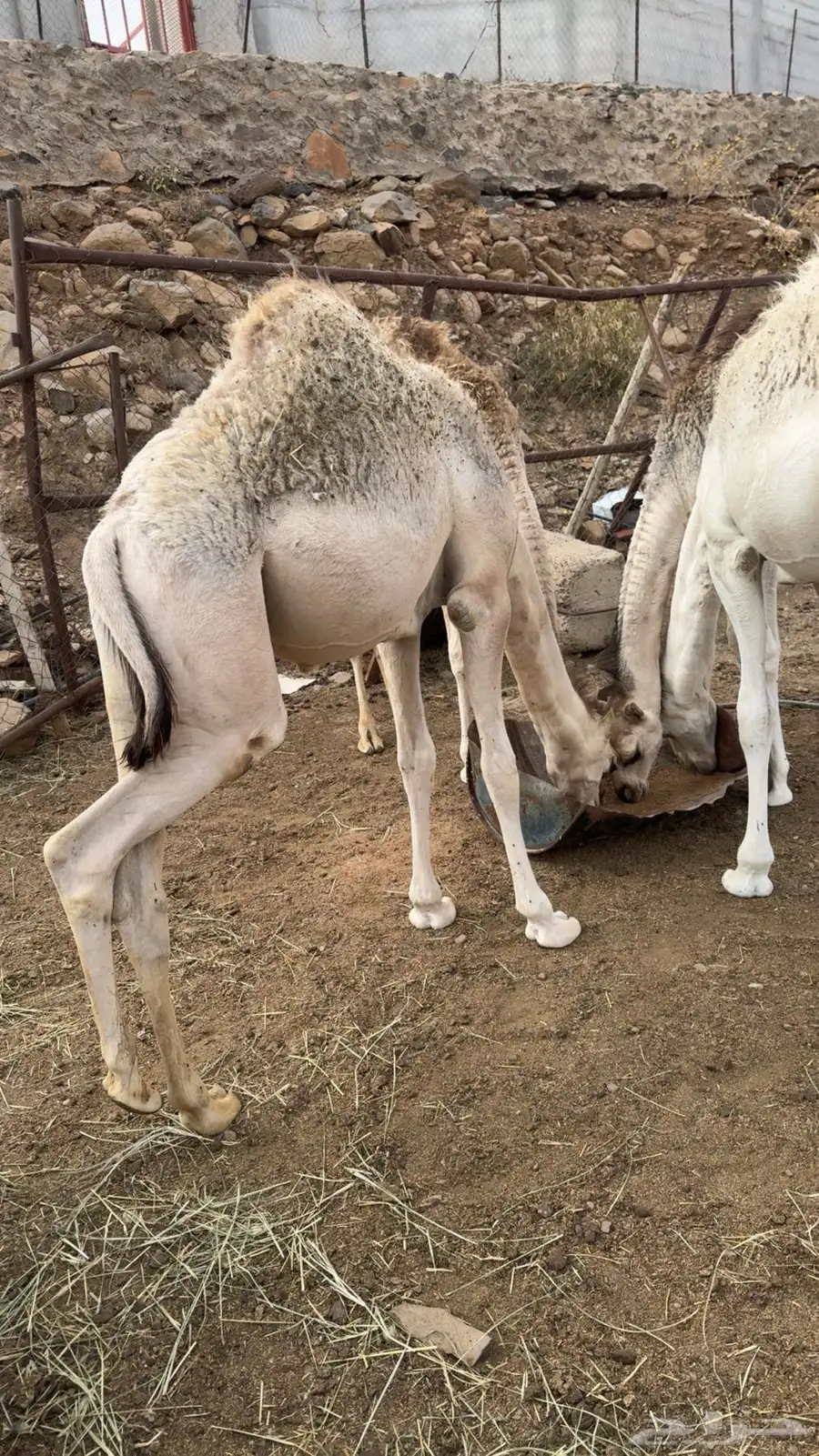 4 حشوان للبيع 5