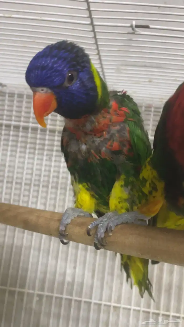 لوري منتج ( تم البيع ) 2