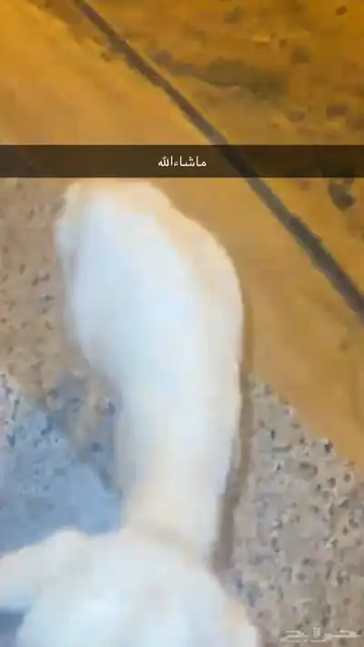 خروف عمره شهر وكم يوم اليف 0