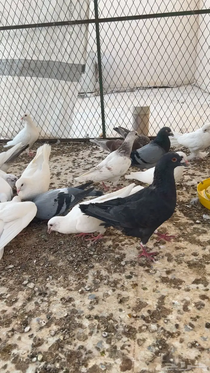 حمام للبيع فرنسي وزاجل 3