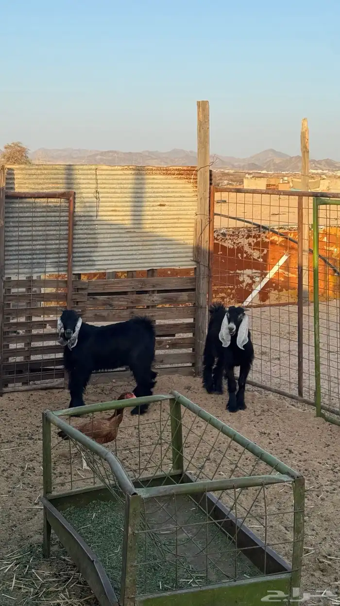 تيس مشروع فحل 9