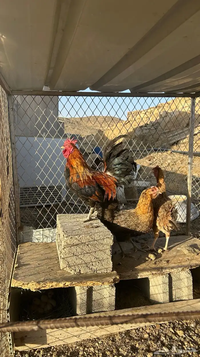 تم البيع 11