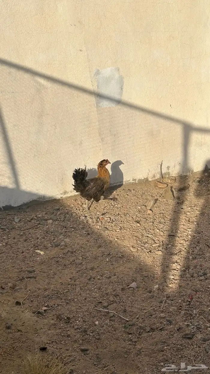 تم البيع 0