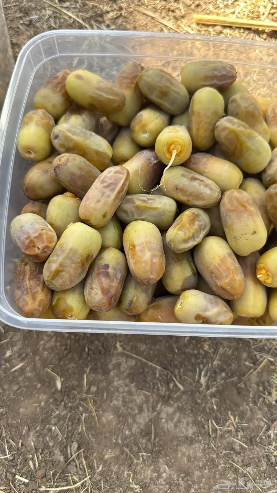 تمر للبيع 0