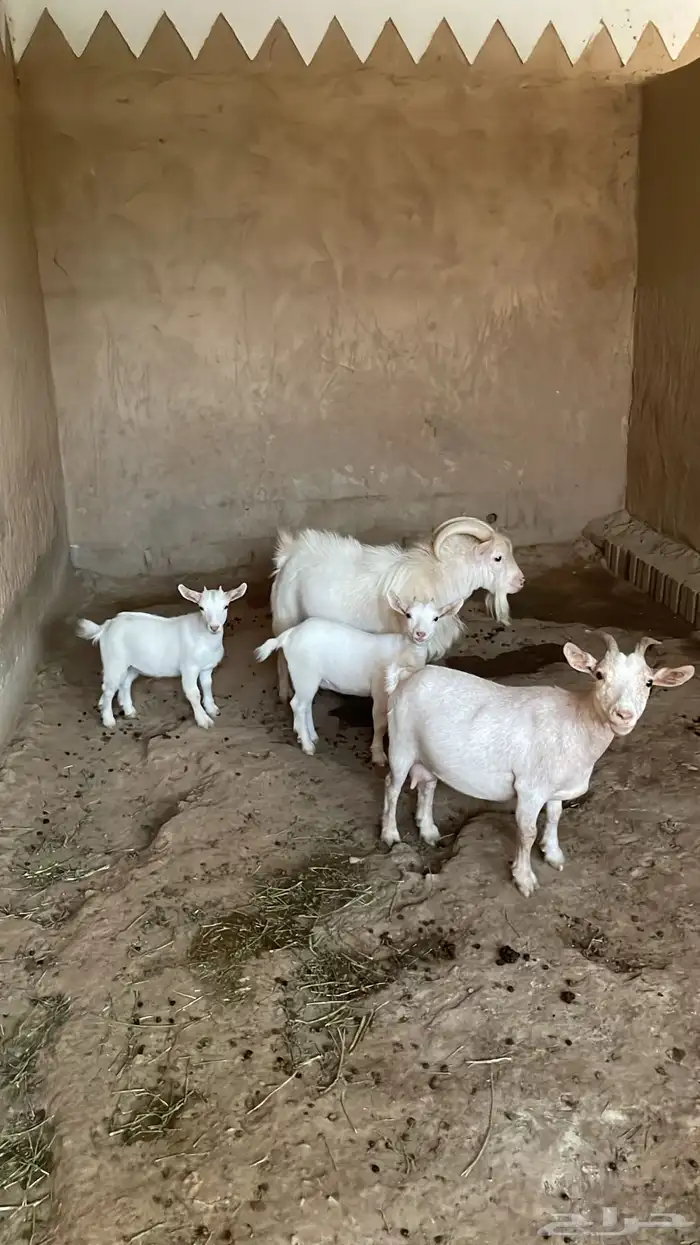 جفرتين قزميات للبيع اعمارهم ثلاثة شهور 2