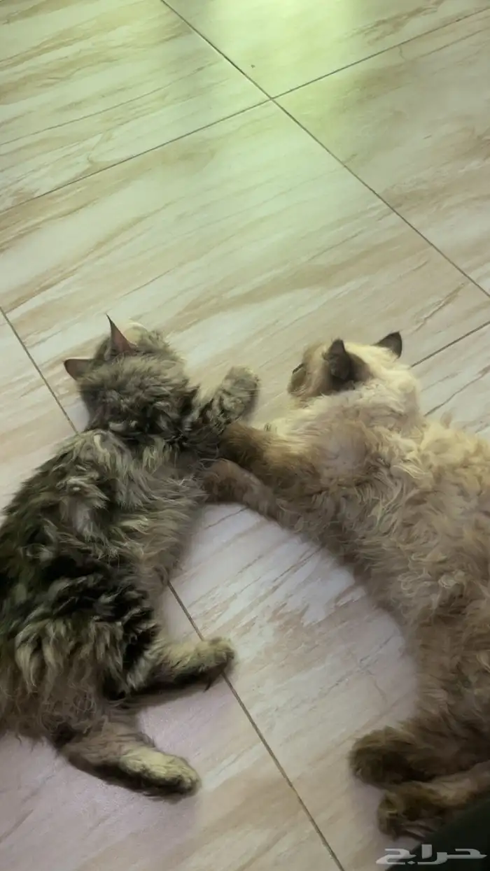 قطط للبيع هملايا 2