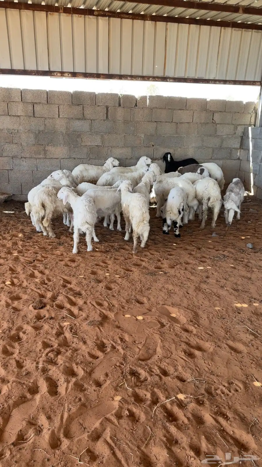 بهم للبيع 1